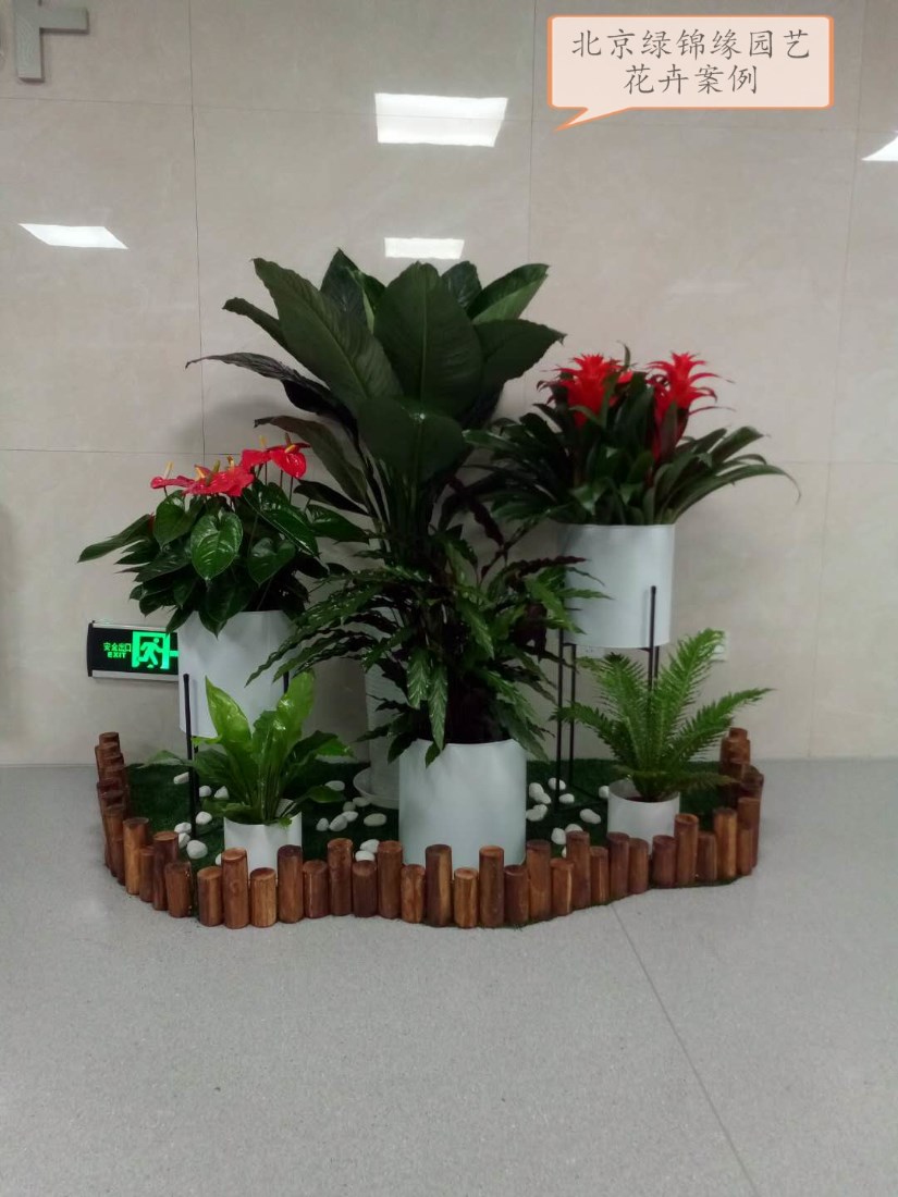 綠植租借新風尚 北京出租花卉綠植公司給您的工作與生活增添盎然生機