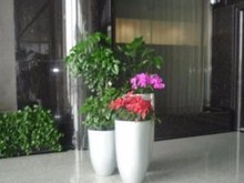蘇州綠植盆栽與花卉綠植租借 城市生活中的自然之美