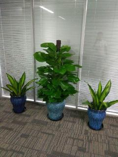 石景山區花卉綠植租賃服務 打造綠色辦公環境的最佳選擇