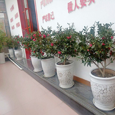 綿陽植物出租哪里找？花卉綠植租借全攻略