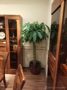 綠色辦公新風尚 沈陽綠植租擺，為您的空間注入生機